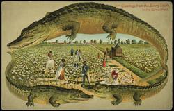 Greetings from the Sunny South.
In the Cotton Field.
