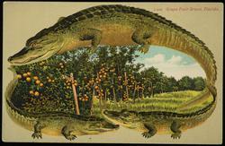 Grape Fruit Grove, Florida.

