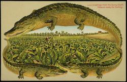 Greetings from the Sunny South. 
Tobacco ready for Cutting.
