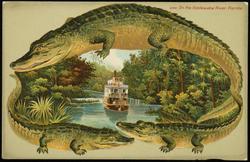 On the Ocklawaha River, Florida.

