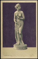 VENUS.
