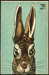 Head of a rabbit. [1of3]

