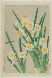 Narcissus (Suisen)