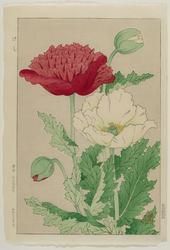 Poppies (Keshi)