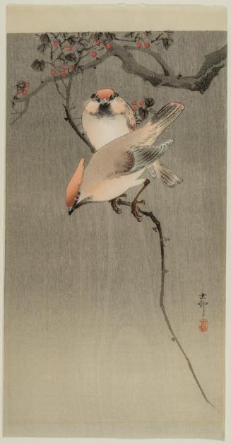Japanese Waxwings on Branch with Berries