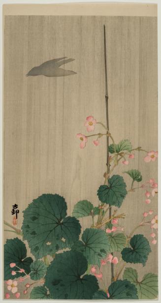 Begonias and Silhouetted Cuckoo in Rain