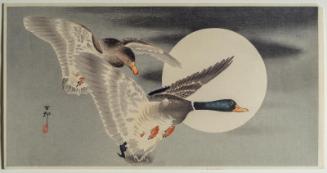 Mallard Ducks Flying Past Full Moon