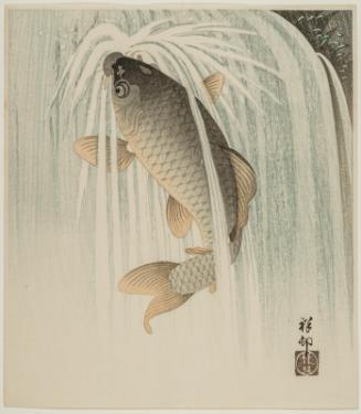 Carp in Waterfall