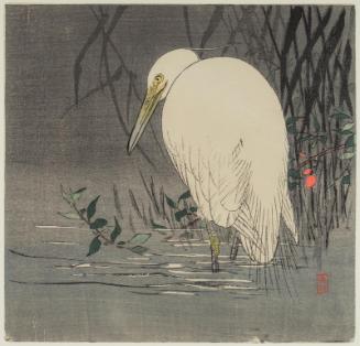 Wading Egret