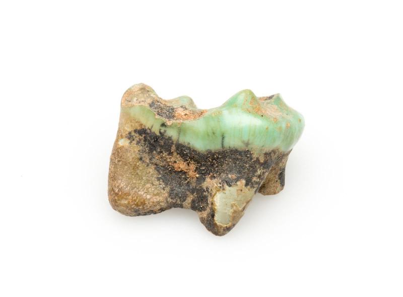 Painted tooth of a child