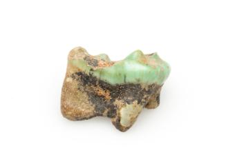 Painted tooth of a child