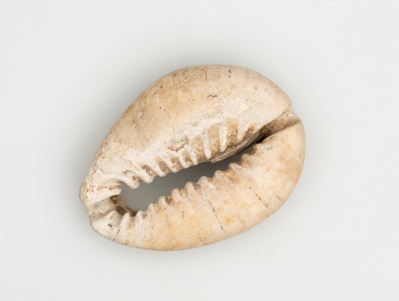 Cowrie shell bead