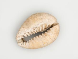 Cowrie shell bead