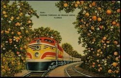 D241:-  PASSING THROUGH AN ORANGE GROVE, FLORIDA.
