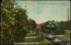 A January Scene - Riding through Orange Groves in California.
