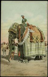 INDIAN ELEPHANT READY FOR THE PROCESSION.
