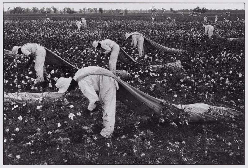 Cotton Pickers, Ferguson Unit, Texas, from the portfolio, "Danny Lyon"