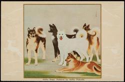 Akita Dogs, Painted by Suiko Fukuda.
