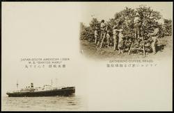 JAPAN - SOUTH AMERICAN LINER M.S. "SANTOS MARU"  
GATHERING COFFEE, BRAZIL
