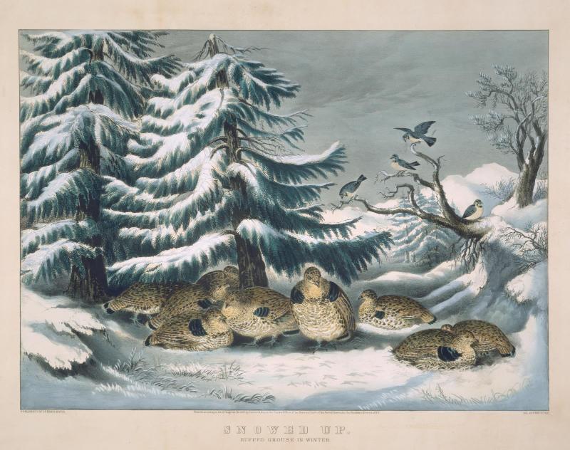 Snowed Up, Ruffed Grouse in Winter
