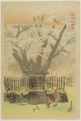 Ancient Cherry Tree (Kabazakura), from the series Flowers of Japan, Illustrated (Nihon hana zue)