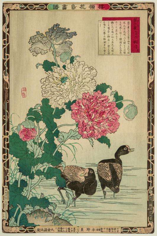 Summer, No. 1: Poppies and Common Moorhen (Keshi [two spellings], ban, natsu ichi), from the series Bairei's Picture Album of Birds and Flowers (Bairei kachô gafu)
