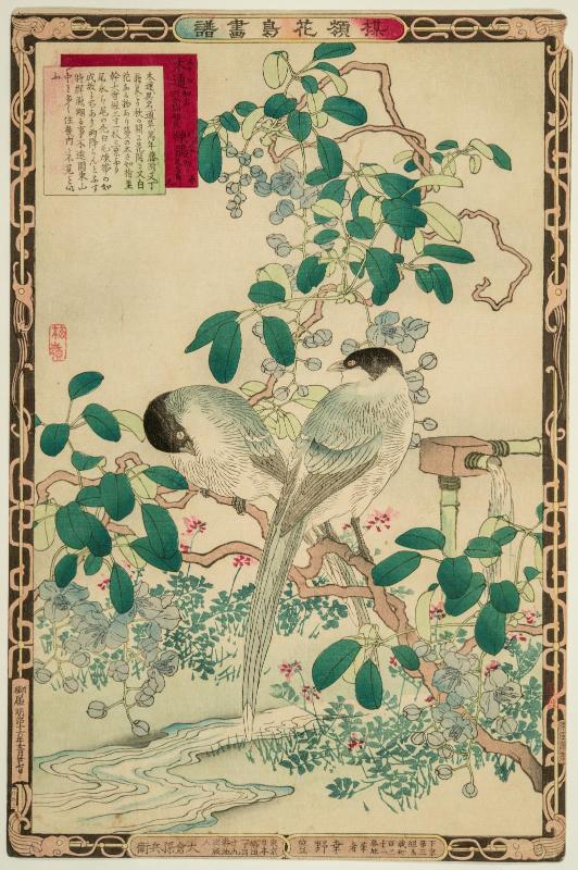 Spring, No. 9: Akebia Quinata and Azure-winged Magpie, popularly Called Longtail Bird (Akebi, renjaku, zoku ni onagadori, haru kyû), from the series Bairei's Picture Album of Birds and Flowers (Bairei kachô gafu)