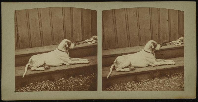 Chien d'arrêt