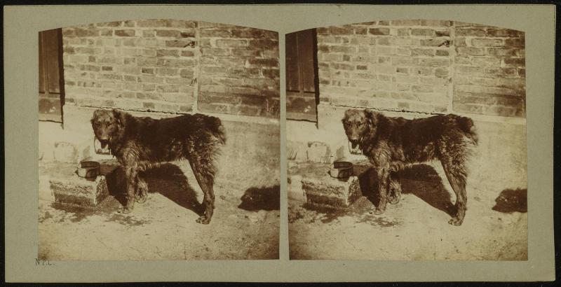 Chien bouvier