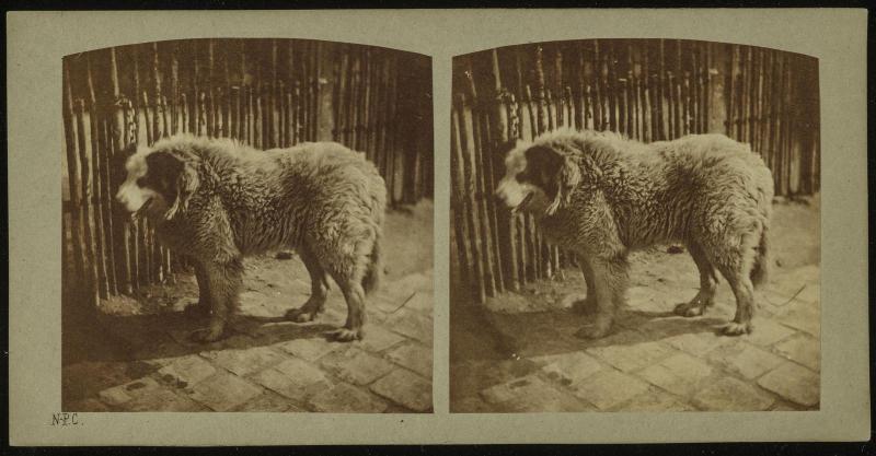 Chien de montagne