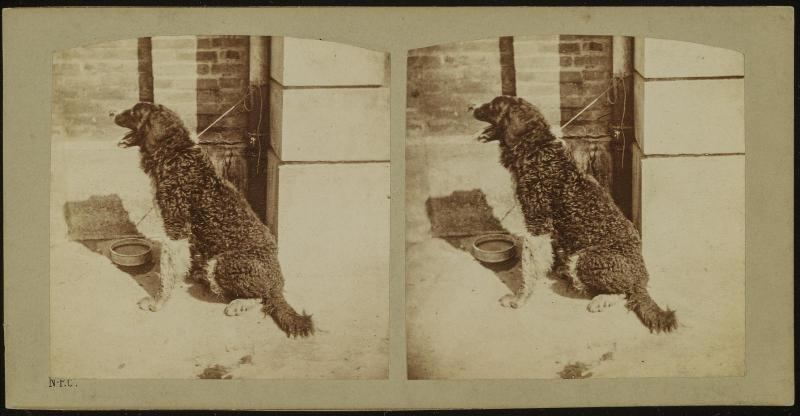 Chien de Terre neuve