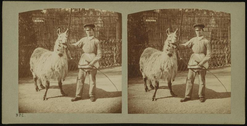 Lama du Pérou