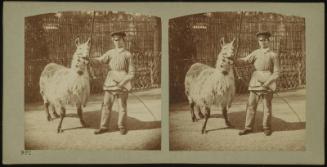 Lama du Pérou