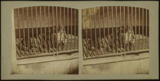 Lion du Darfour