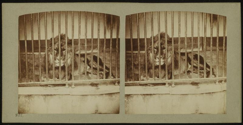 Lion de Sennaar