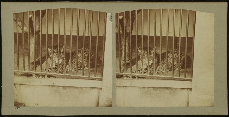 Jaguar d'Amérique