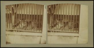 Jaguar d'Amérique
