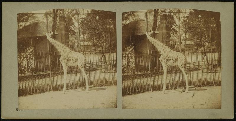 Giraffe d'Afrique