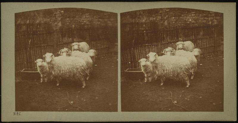 Moutons de Siemburg