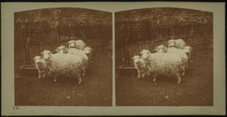 Moutons de Siemburg