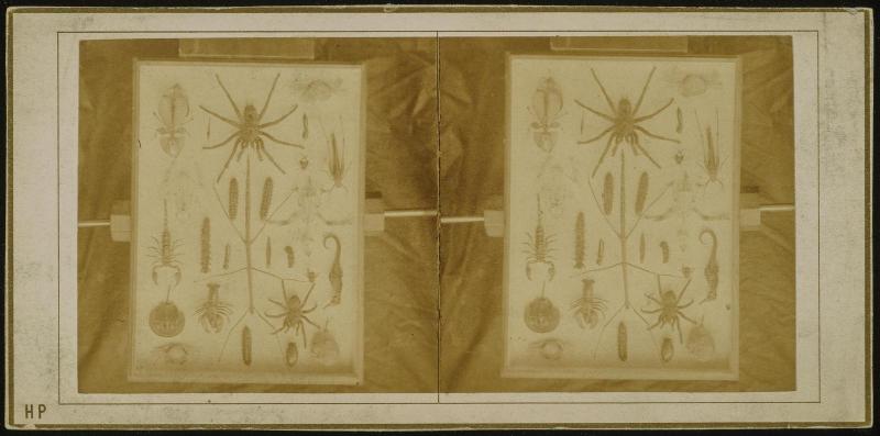 Casier à Insectes