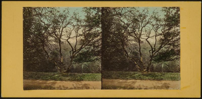 The Hawthorne Tree, Under Which Burns and Highland Mary Sat