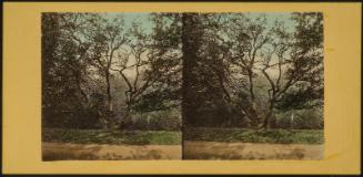 The Hawthorne Tree, Under Which Burns and Highland Mary Sat