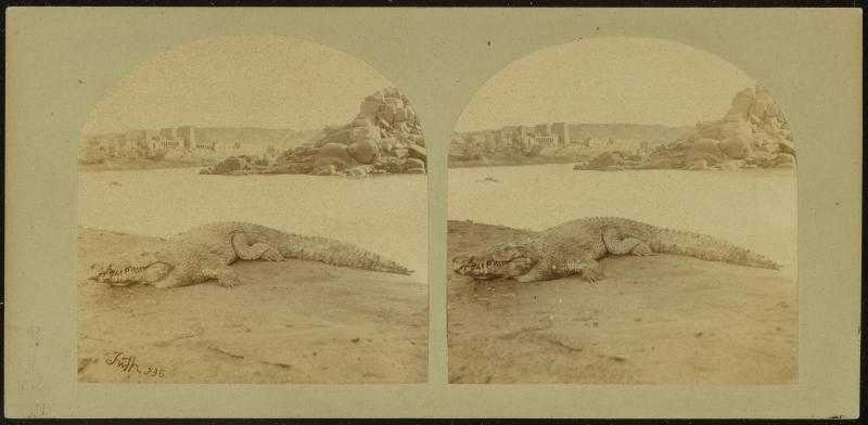 Egypt: Crocodile on a Sand Bank in the Nile