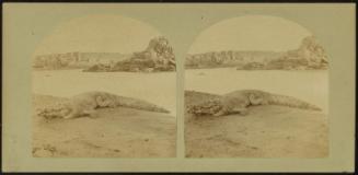 Egypt: Crocodile on a Sand Bank in the Nile