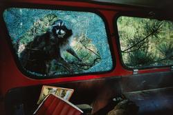 Raccoon and Wrecked Car
