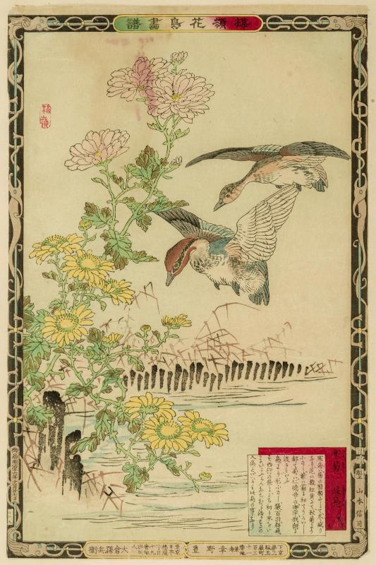Winter, No. 5: Chrysanthemums and Ducks (Kangiku, ajigamo, fuyu, go), from the series Bairei's Picture Album of Birds and Flowers (Bairei kachô gafu)