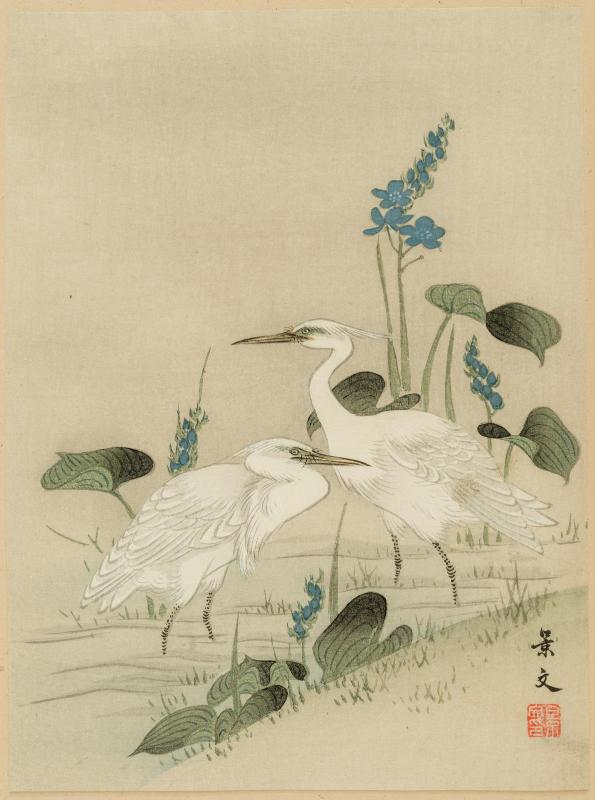 Egrets