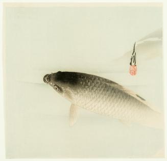 Carp