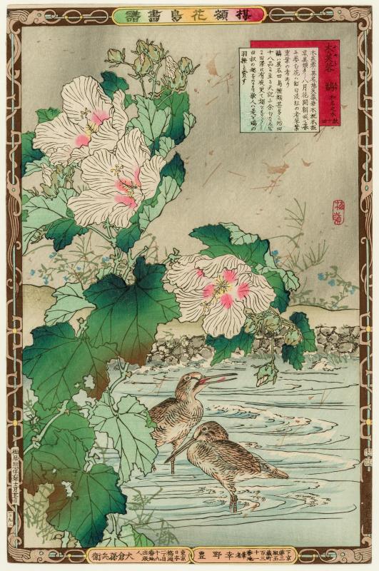 Fall, No.14: Mallows and Snipe (Fuyô, wamei no ki, shigi, aki jûyon), from the series Bairei's Picture Album of Birds and Flowers (Bairei kachô gafu)